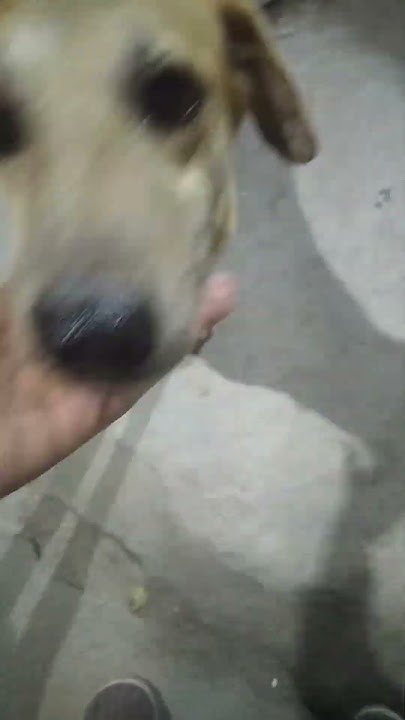 Feeding Dog Chicken Bones YouTube feeding-dog-chicken-bones-youtube
