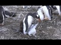 Two very hungry penguin chicks. Which one will get fed?