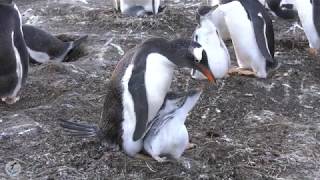 Two very hungry penguin chicks. Which one will get fed?