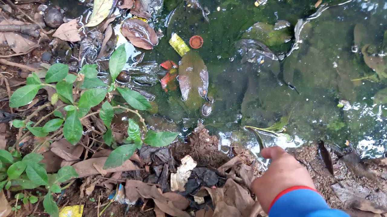 Cara mancing belut yang benar(5) 