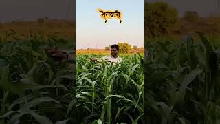 शेतकरी 🤞🤞#itwala #top 🌱🌱