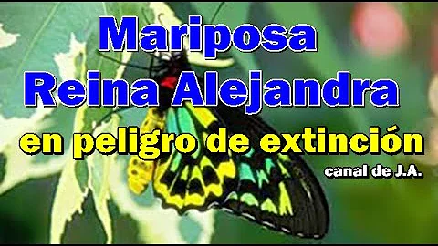 ¿Son venenosas las mariposas reina?