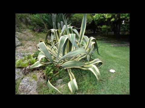 Video: Fairchild Tropical Botanic Garden: Den komplette guide