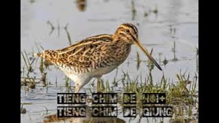 tiếng chim dẽ hôi   dẽ giung  tiết kiệm máy cho ae