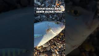 @kıyıdâkiler #fishing #lrfavı #akdeniz #balıkavı