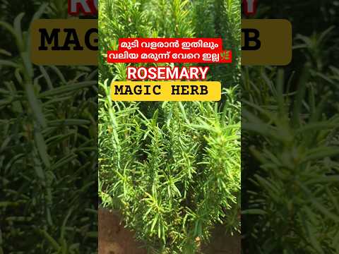 റോസ്മേരി ഓയിലും റോസ്മേരി വാട്ടറും വാങ്ങി മടുത്തോ? 🌿🌿 #shortsfeed #shortsviral #rosemary #hairgrowt