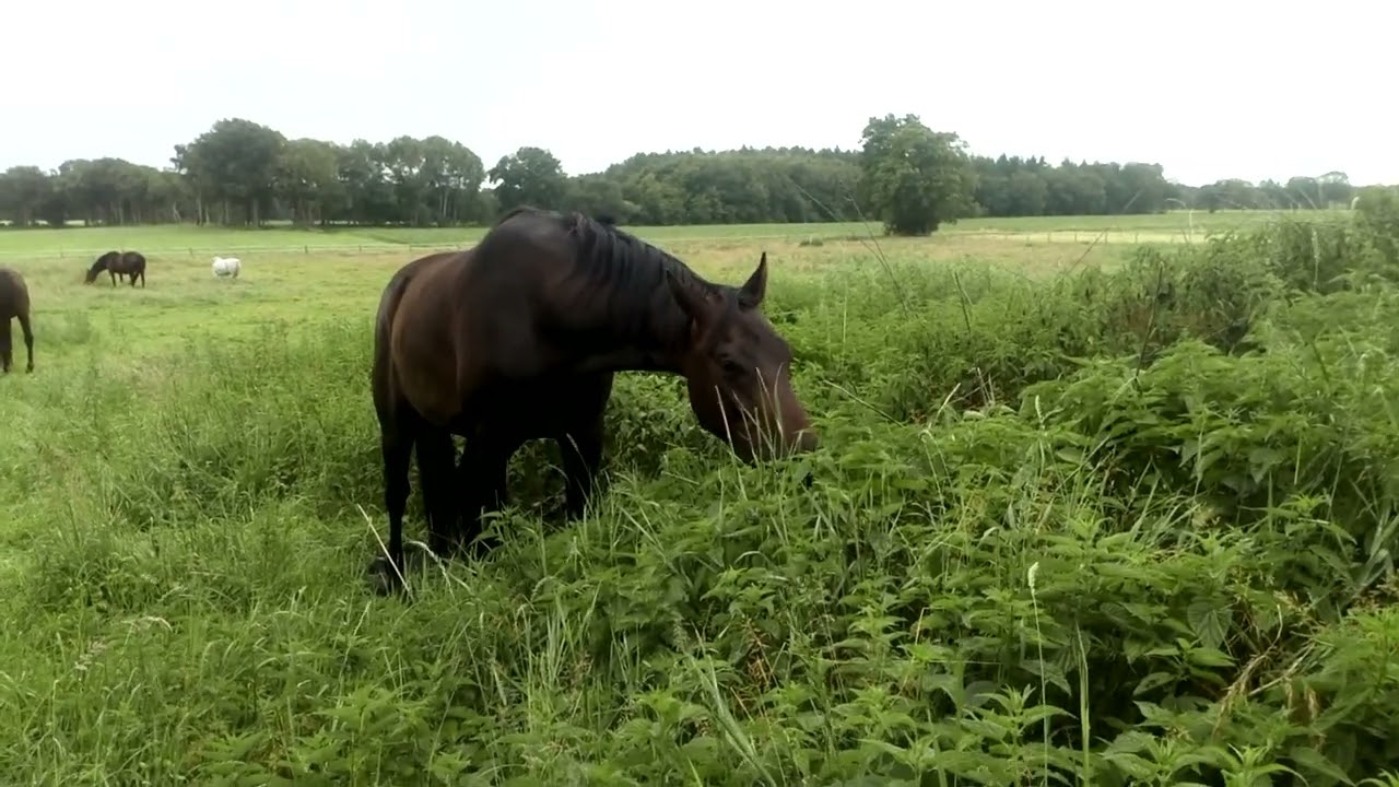 Teepflücker weiß, was gut ist