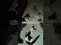Day 5148 : Misteri jam 2 pagi (rapat perbutan sehelai tali) 😭 #catlovers #catstory #scary #anabul