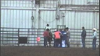 Tie down State Roping 2014 - with Mistakes