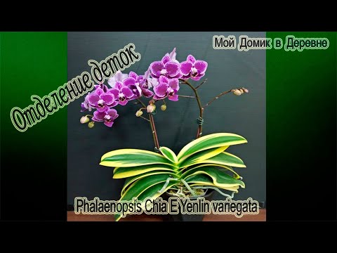 CHIA E YENLIN VARIEGATA  / МНОГОДЕТНАЯ МАМКА / ОТДЕЛЯЕМ ДЕТОК ОТ МАТОЧНОГО РАСТЕНИЯ