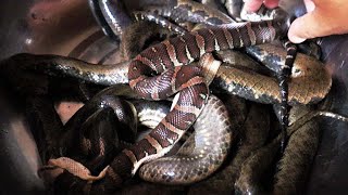 Yummy Snake Soup | Snake Soup Recipe
