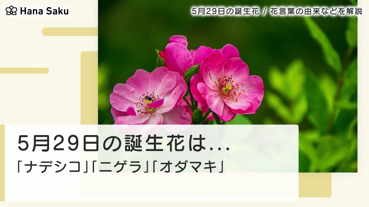 5月29日 誕生花 Youtube