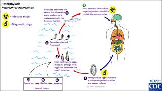 Heterophyes Heterophyes Life Cycle