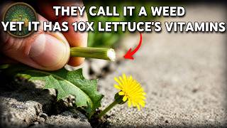 Ancient Greeks Ate It for Strength. Now States Order You to Destroy It. It's in Your Yard. screenshot 5