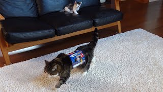 Download Lagu 大きなねこがビール箱を着て歩くのを目撃してしまった子ねこ。 -Kitten Miri witnessed that Maru wears beer box and walks around.- MP3