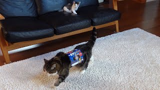 大きなねこがビール箱を着て歩くのを目撃してしまった子ねこ。 Kitten Miri witnessed that Maru wears beer box and walks around.