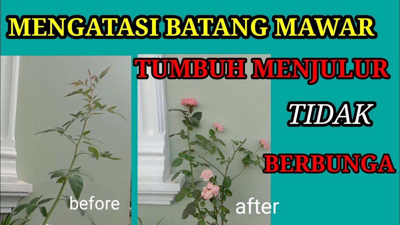 Mengatasi Batang Bunga Mawar Yang Menjulur Panjang Dan Tidak Berbunga Youtube Mawar Bunga Batang