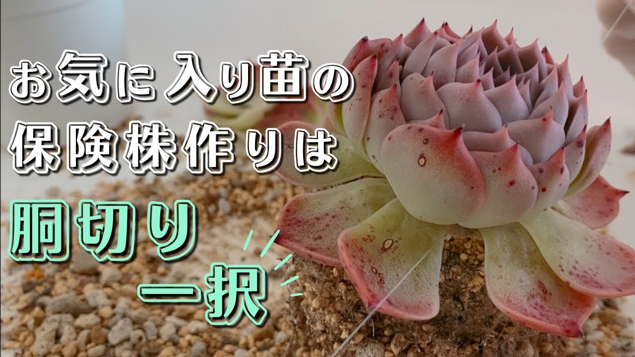 葉挿しの成功率低い紅葉した苗は胴切りして増やします【 多肉植物