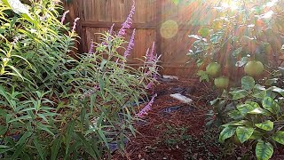 September Garden Tour | Part 3 of 3, Citrus trees, Ginger, Turmeric  | Southern Latitudes