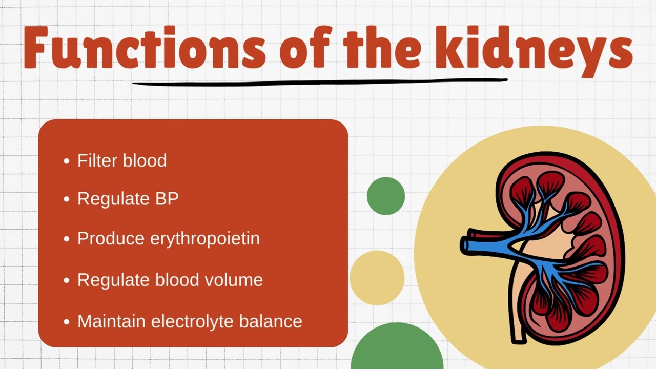 Anatomy & Physiology - Urinary System (Tagalog)