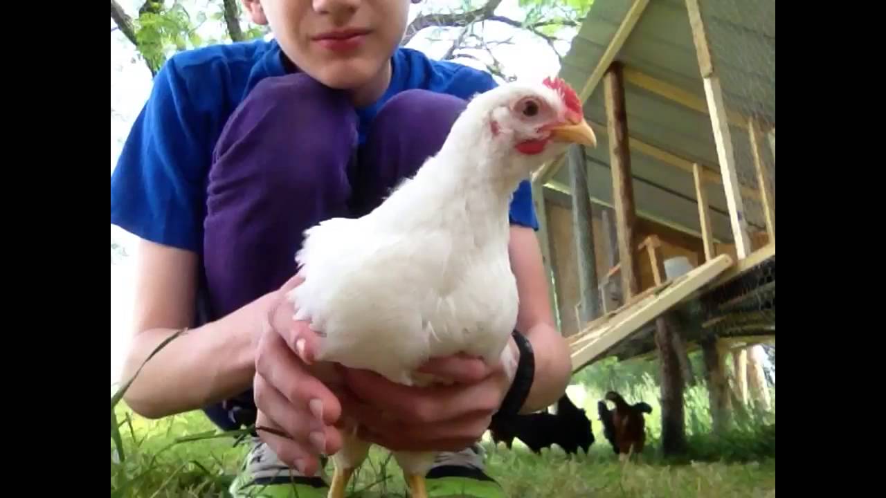 Kilton playing with fucking chickens cus can - YouTube.