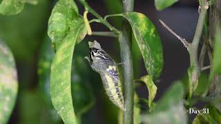 Lifecycle of Lime Butterfly (papilio demoleus), from egg to adult, real life. HD