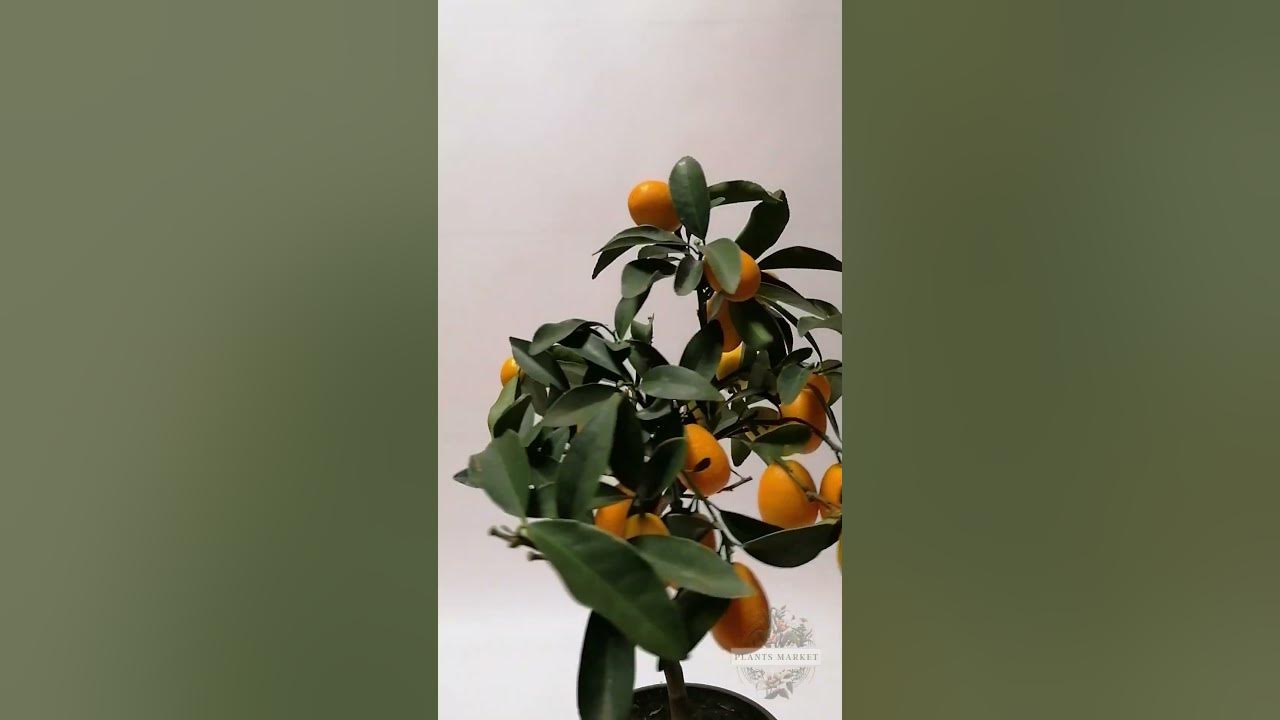 Цитрофортунелла Кумкват/цитрусовое дерево - YouTube