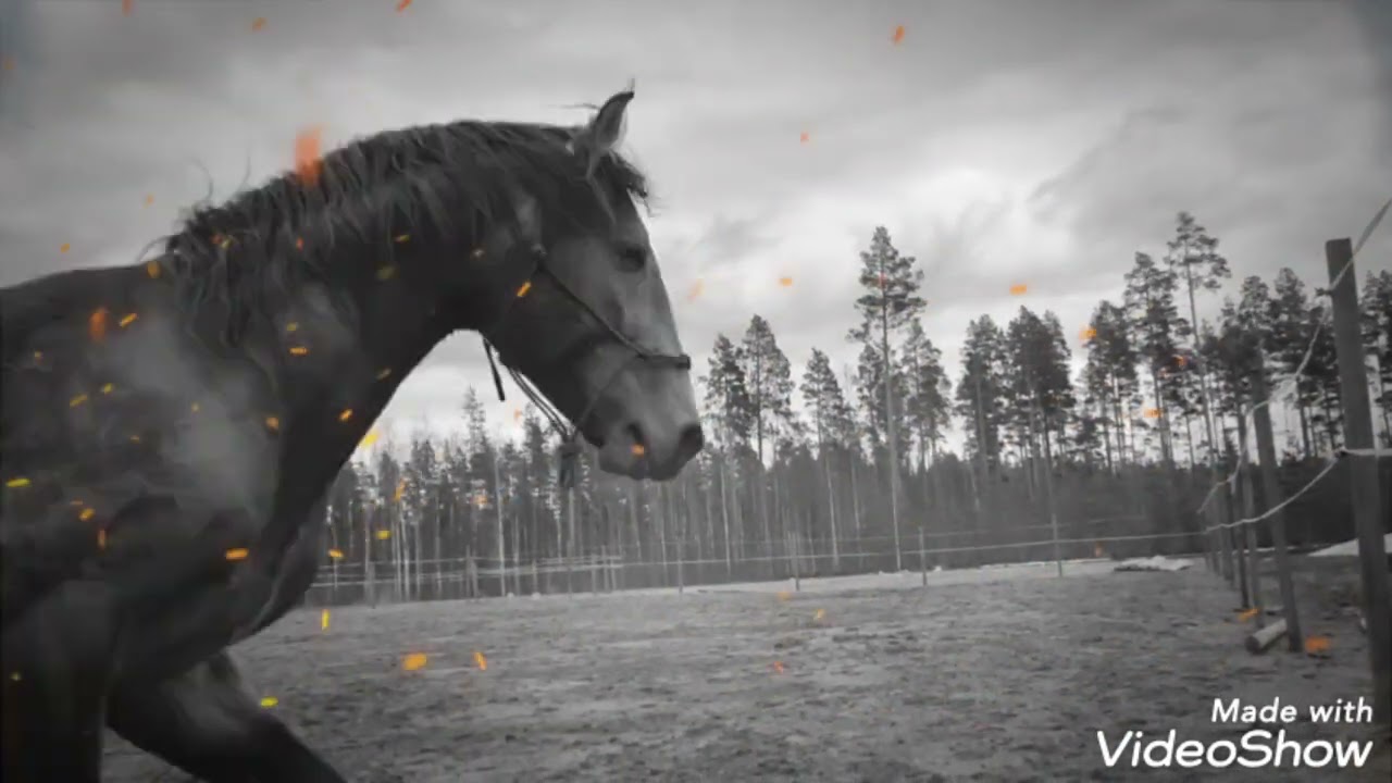 Liberty training with my boys . Lipizzan & Lusitano stallion