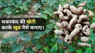 शकरकंद की खेती करके खूब पैसे कमाएShakarkand ki kheti Karke Khoob paise kamaye || Sweet potato