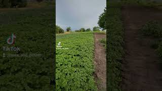 Підживлення та полив картоплі після цвітіння