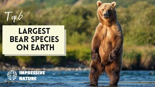 The 6 LARGEST Bear Species: These Giants Will Astound You!