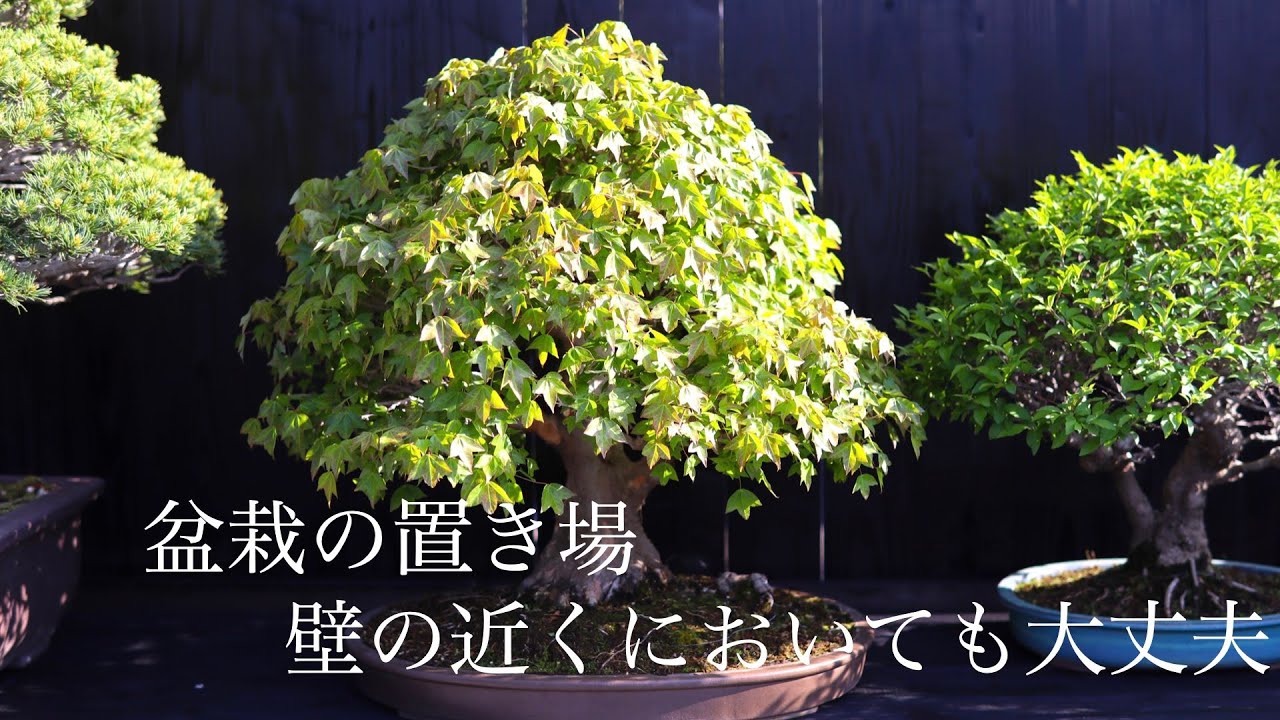 盆栽置き場の作り方・壁の近くにおいても大丈夫 ? - YouTube