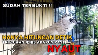SUDAH TERBUKTI !! Trucukan Tarung Ropel Panjang Pancingan Trucukan Agar Bunyi Jadikan Trucukan Gacor