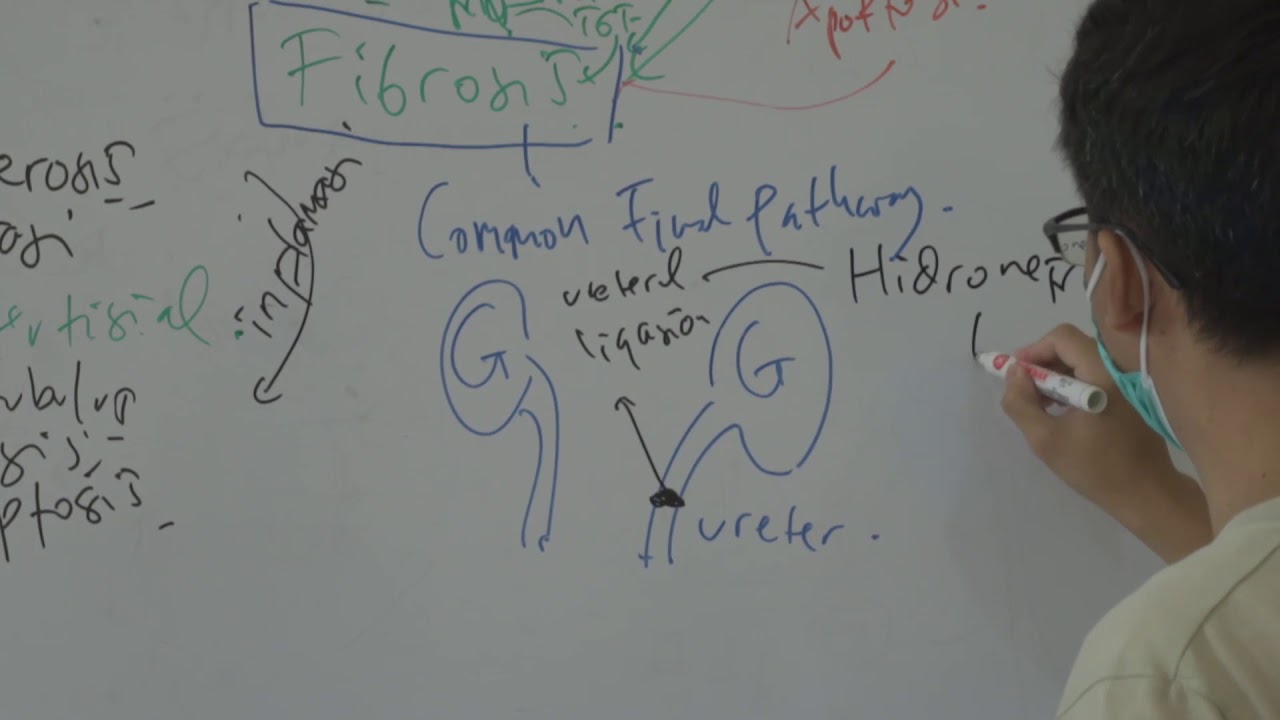 Labventure arfiant Ringkasan Model Gagal Ginjal Rev1