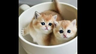 😺 The funniest and most beautiful kittens in the world! 🐈 Funny video with cats and kittens! 😸