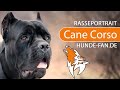 ► Cane Corso [2018] Rasse, Aussehen & Charakter