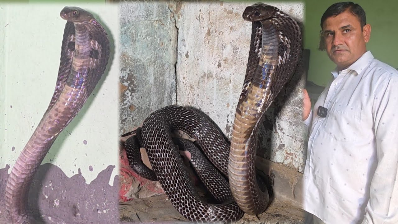 किसान भाई सावधान रहै! खेत मे बने कमरे में हो सकता है कोबरा///स्नेकमैन सतीश फफड़ाना 9255130130
