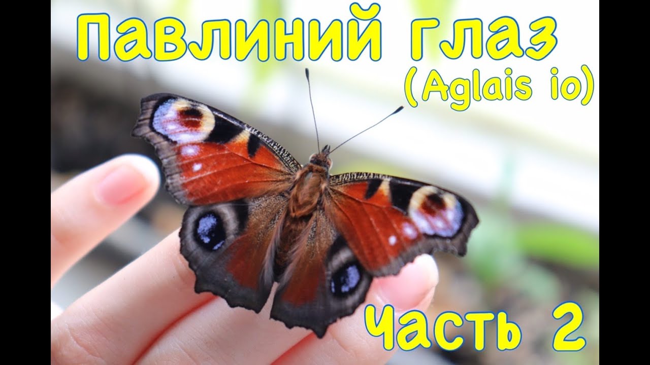 Павлиний глаз (Aglais io). Часть 2.