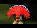 10 Majestic Birds with Beautiful Crowns