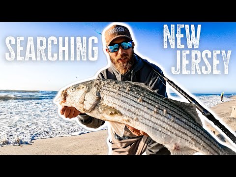 Searching For Striped Bass on New Jersey Shore - Surf Fishing - (FDF Ep. 1)
