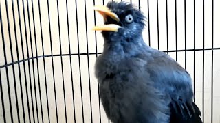 Pancingan jabo kemrewek | pancingan jalak kebo gacor