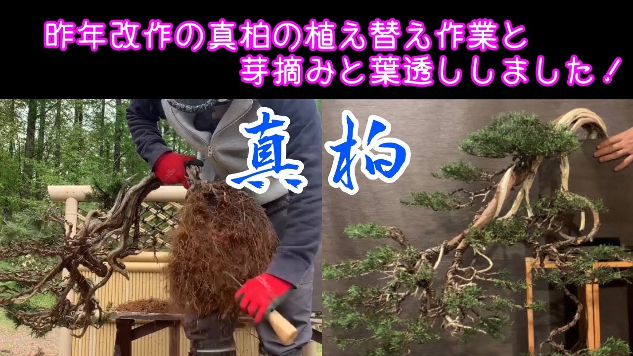 昨年改作した、真柏を盆栽鉢に植え替えました^ - ^芽摘みと葉透かしを