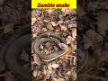 The Snake That Comes Back from the Dead 🐍 | Zombie Snake #shorts #facts #viral #amazingfacts #snake