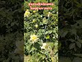 #กุหลาบสีเหลือง #เมียฝรั่งชนบท #sohrts #garden #ชีวิตต่างแดน #เกษตรพอเพียง #ความสุขแบบบ้านๆ