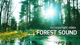 Cinematic Alam Hutan | Cinematic Pagi Hari | Cinematic Estetik 30 Detik, Ambient Nature Sound Effect