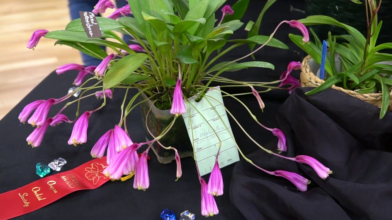 2019 Oregon Orchid Show