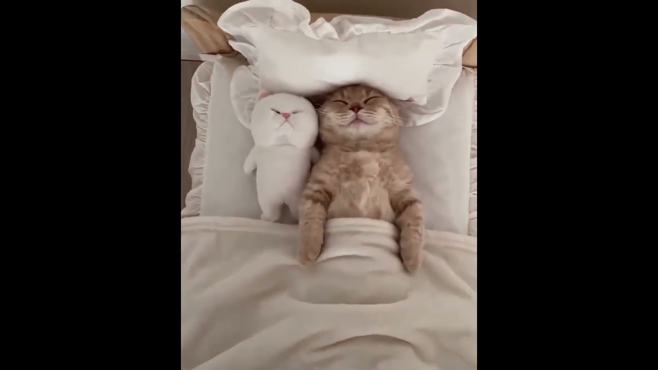 Cat Sleeping Peacefully with a Stuffed Toy Cat 🐱😴🧸 