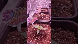 Skittlez Auto – Mini-Pflanze mit Riesen-Versprechen? 🌱