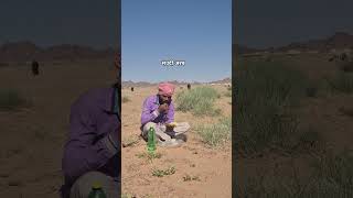 Today I Brought Food The Goats Of Saudi Arabia Are So Troublesome shorts chandangoodenfo