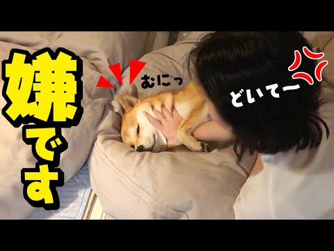 娘の布団を占領する妹柴犬がこちらです